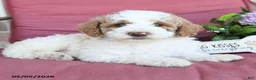 Miniature Poodle dogs for sale: Lewis - Ad 3