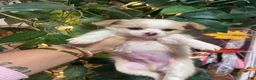 Chihuahua dogs for sale: Chihuahua 2 - Ad 2