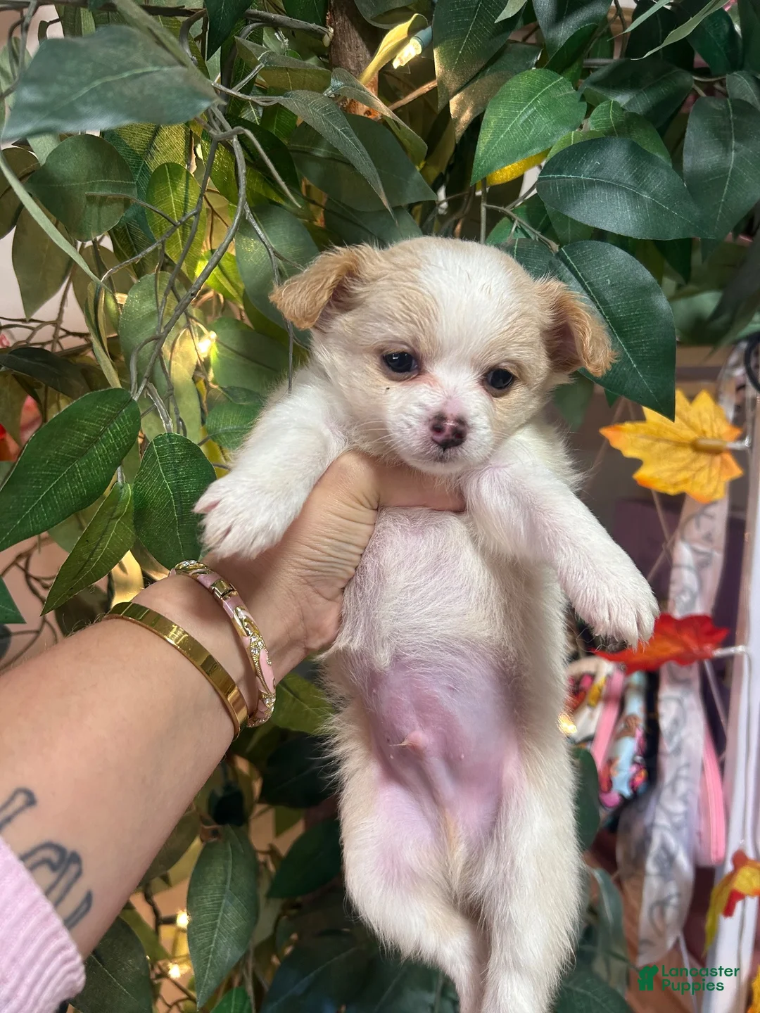 Chihuahua dogs for sale: Chihuahua 2 - Ad 2