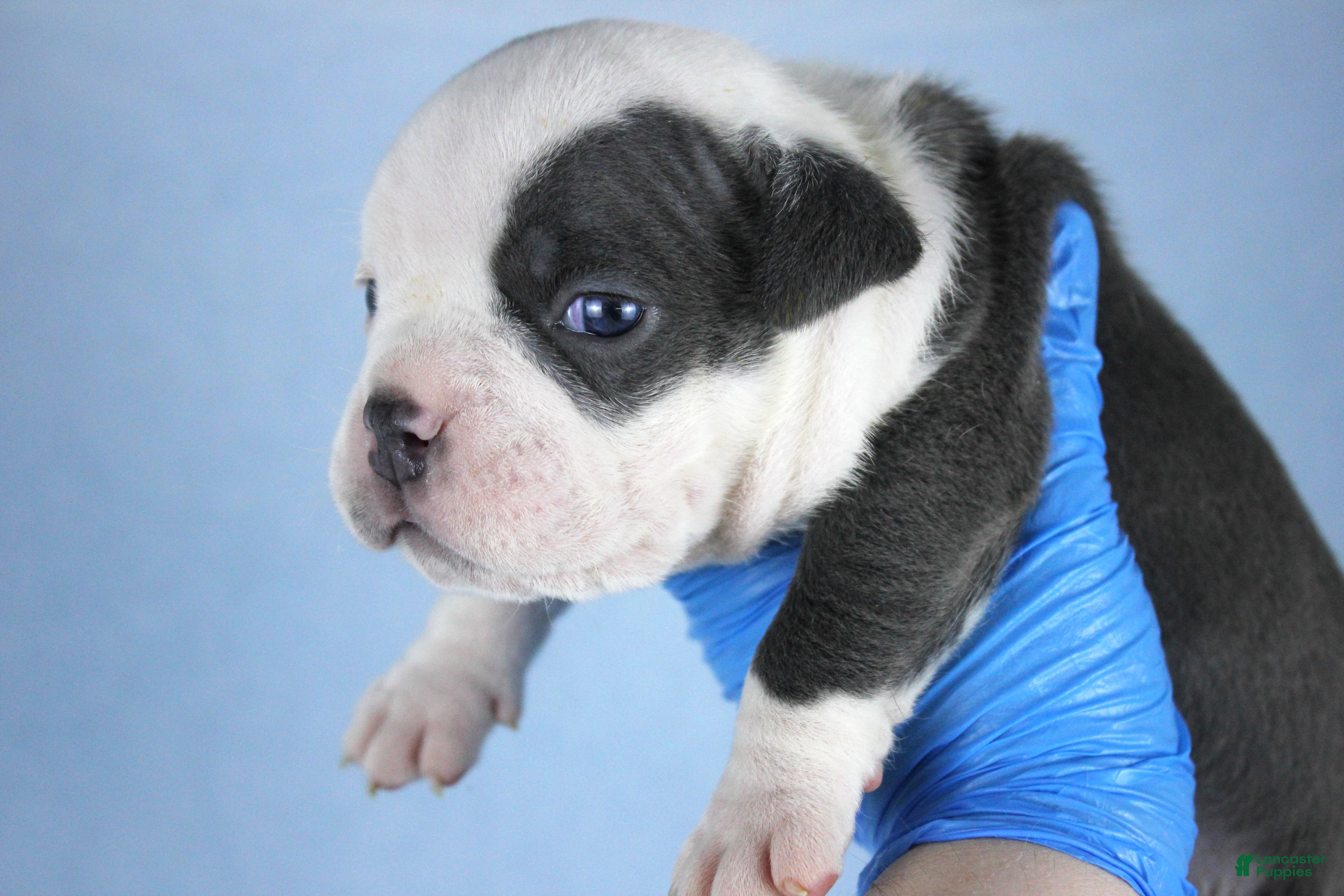 American Bully dogs White/Blue Male - Ad 24