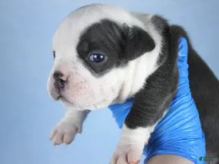 American Bully dogs White/Blue Male - Ad 24