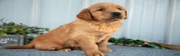 Golden Retriever dogs for sale: Murphy - Ad 2