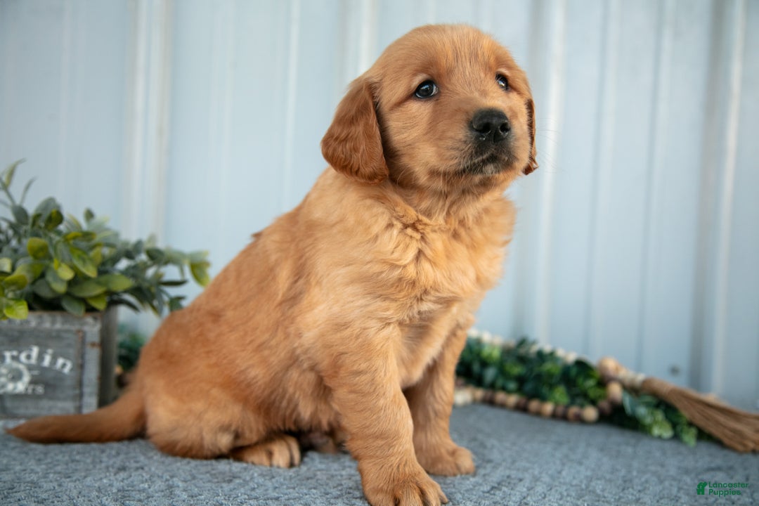 Golden Retriever dogs for sale: Murphy - Ad 2