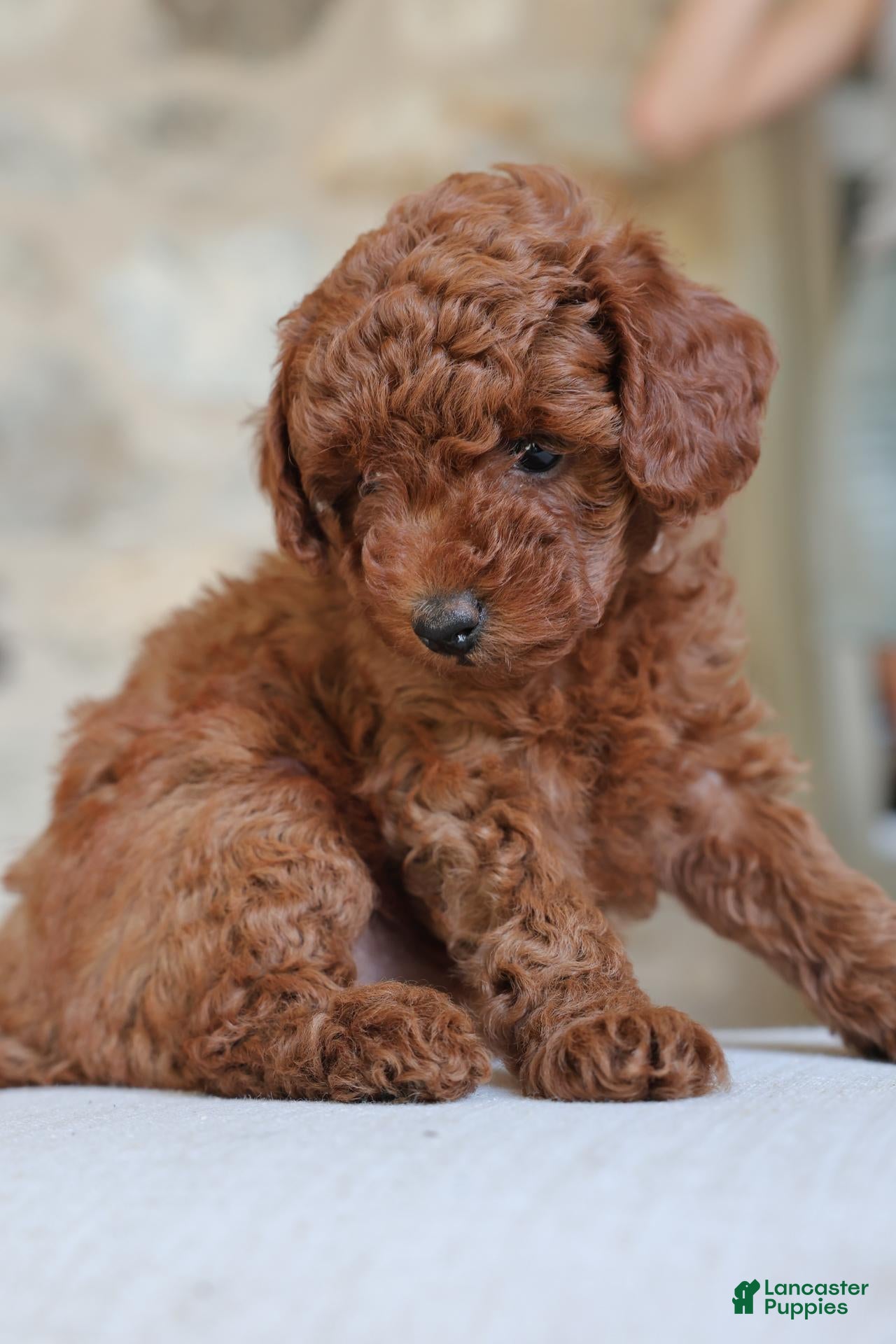 Toy Poodle dogs for sale: Eclipse - Ad 1