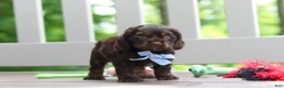 Cocker Spaniel dogs for sale: Charlie - Ad 7