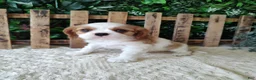 Cavalier King Charles Spaniel dogs for sale: Lance - Ad 8
