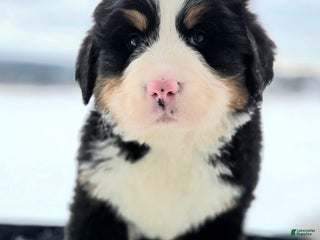 Bernese Mountain Dog dogs Frost - Ad 20
