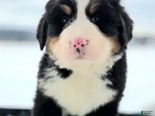 Bernese Mountain Dog dogs Frost - Ad 13