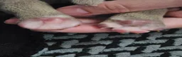 American Bully dogs for sale: American Bully - Bongo  - Ad 5