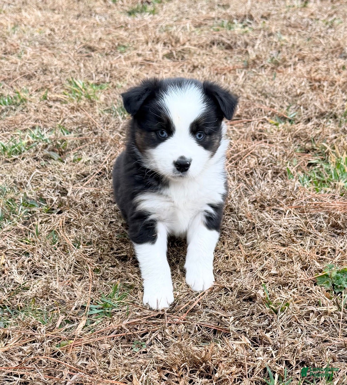 Australian Shepherd dogs Buster - Ad 1