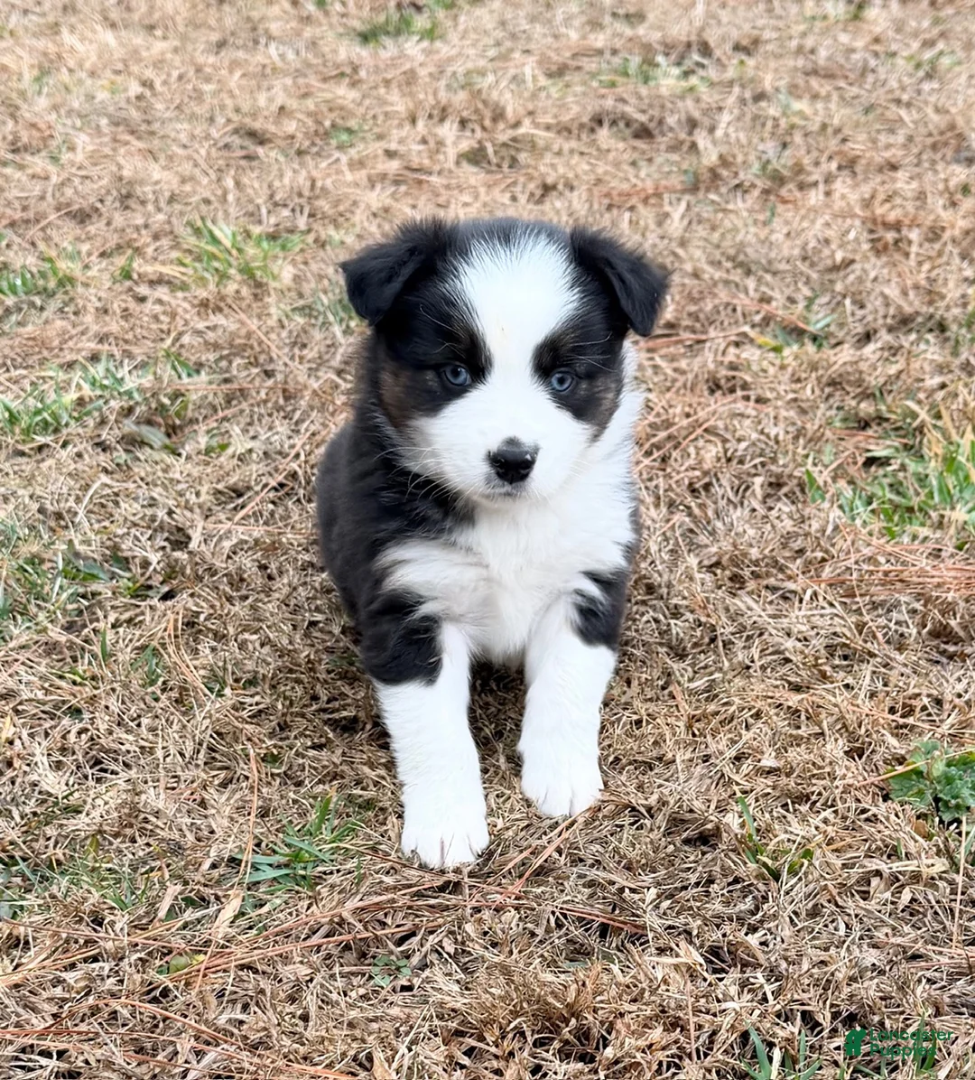Australian Shepherd dogs for sale: Buster - Ad 1