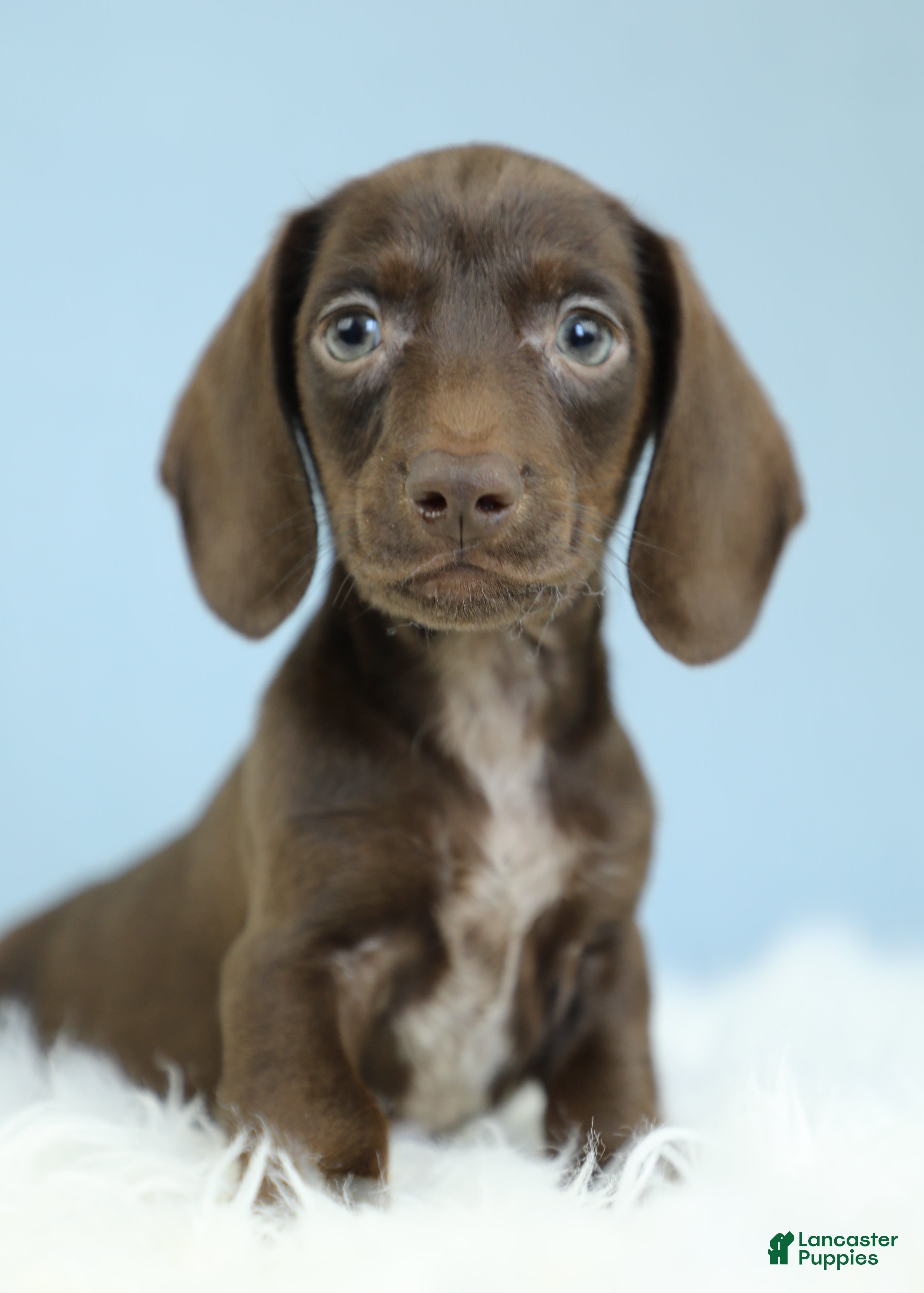 Dachshund dogs Atlas💫 - Ad 1
