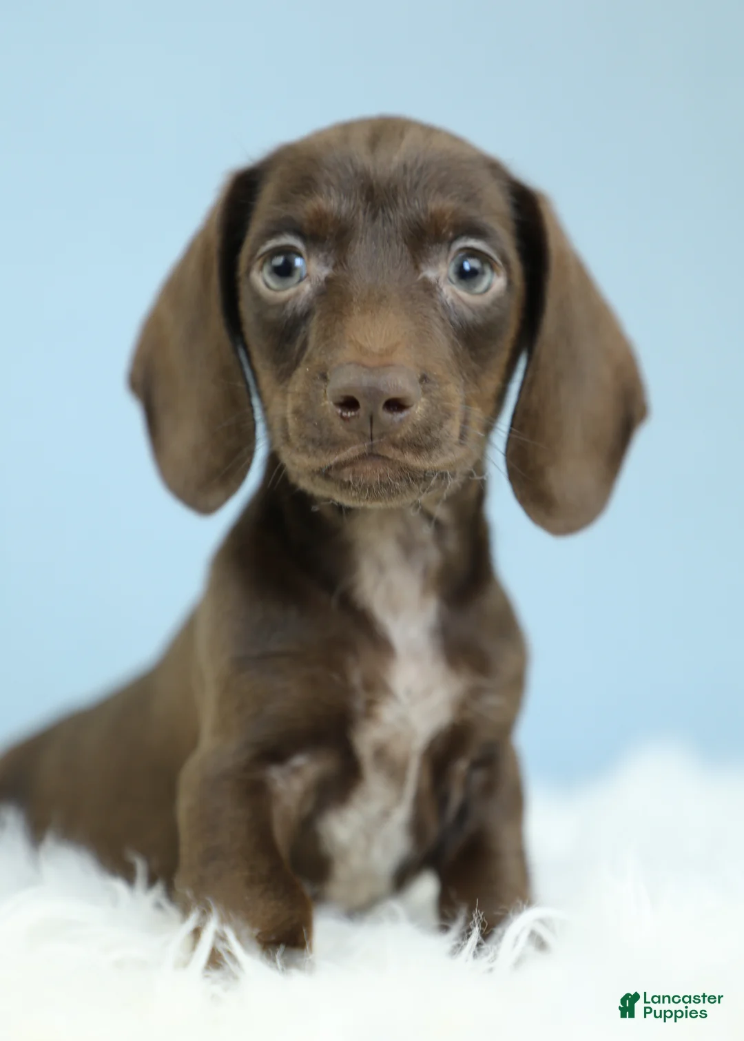 Dachshund dogs for sale: Atlas💫 - Ad 1