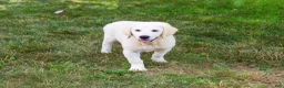 Golden Retriever dogs for sale: Cecily - Ad 3