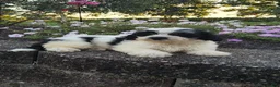 Teddy Bear dogs for sale: Connie - Ad 5