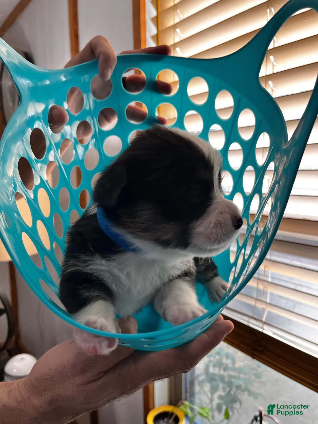 Welsh Corgi Pembroke dogs for sale: Welsh Corgi Pembroke 4 - Ad 1