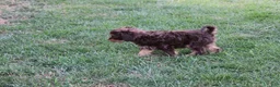 Cavapoo dogs for sale: Forrest - Ad 6