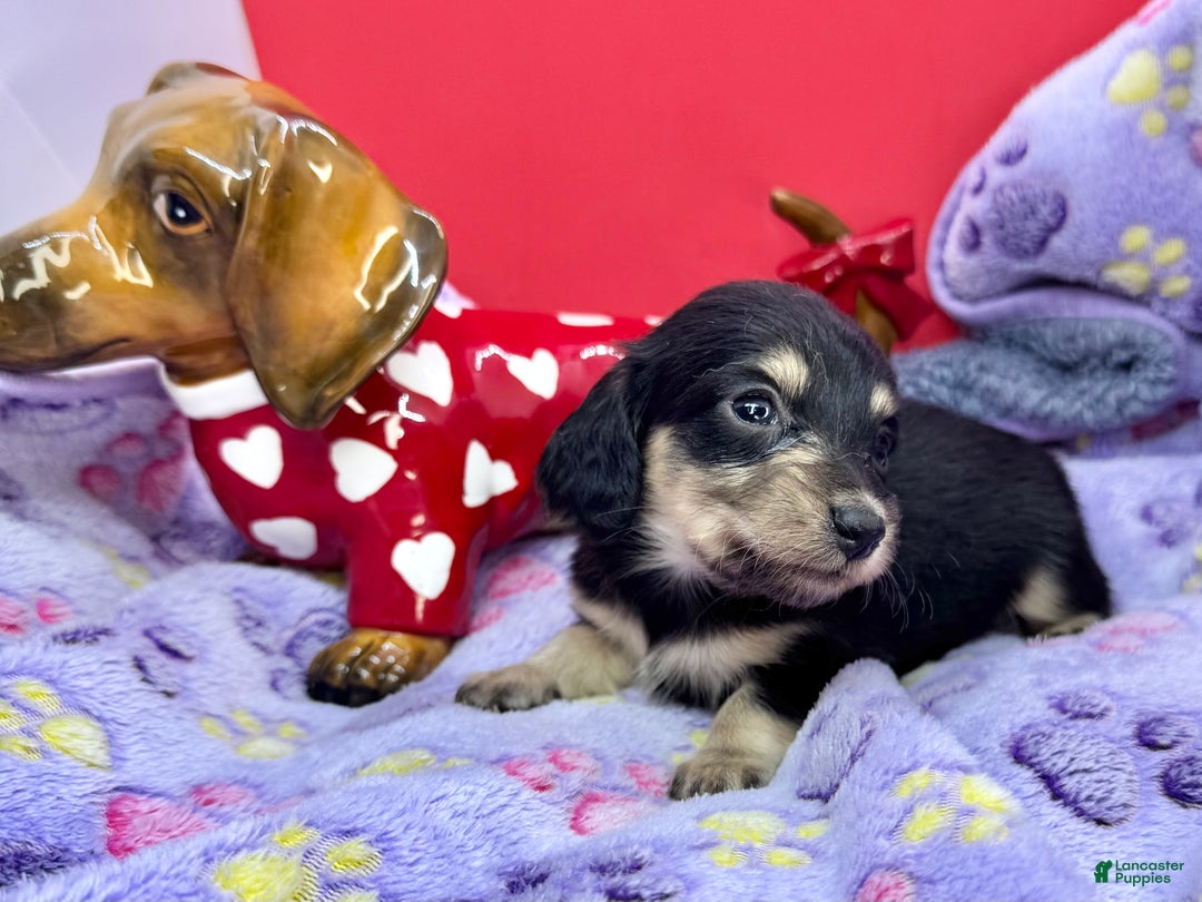 Miniature Dachshund dogs for sale: Black and cream - Ad 3