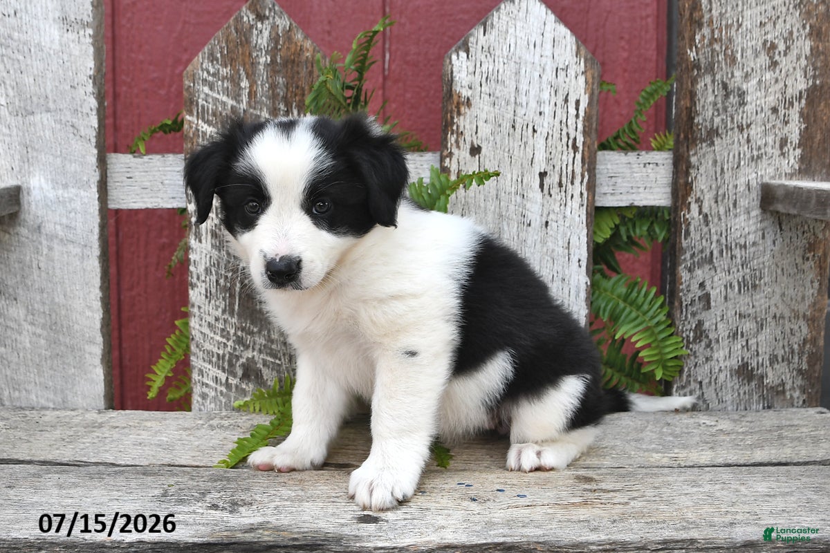 Border Collie dogs Dori - Ad 2