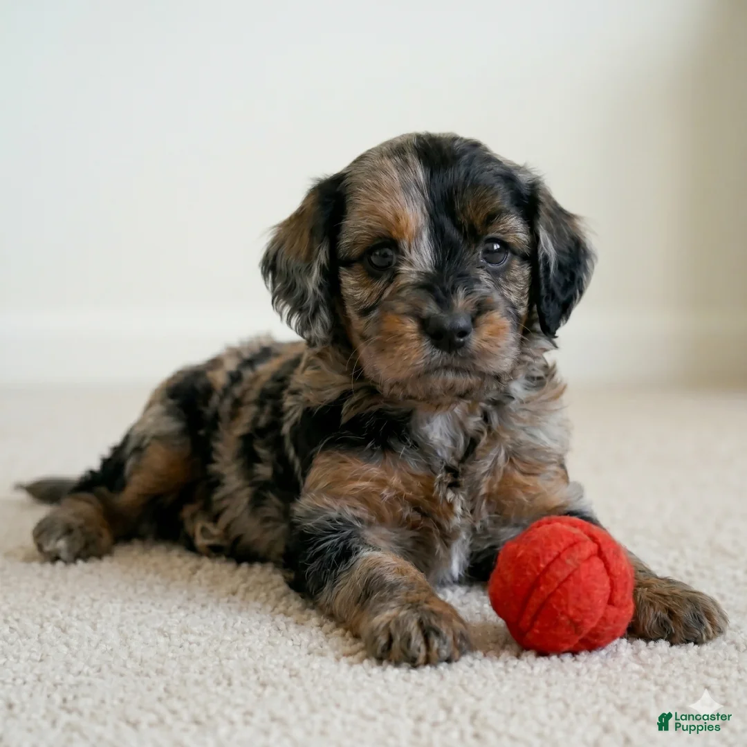 Cockapoo dogs for sale: Baily - Ad 6