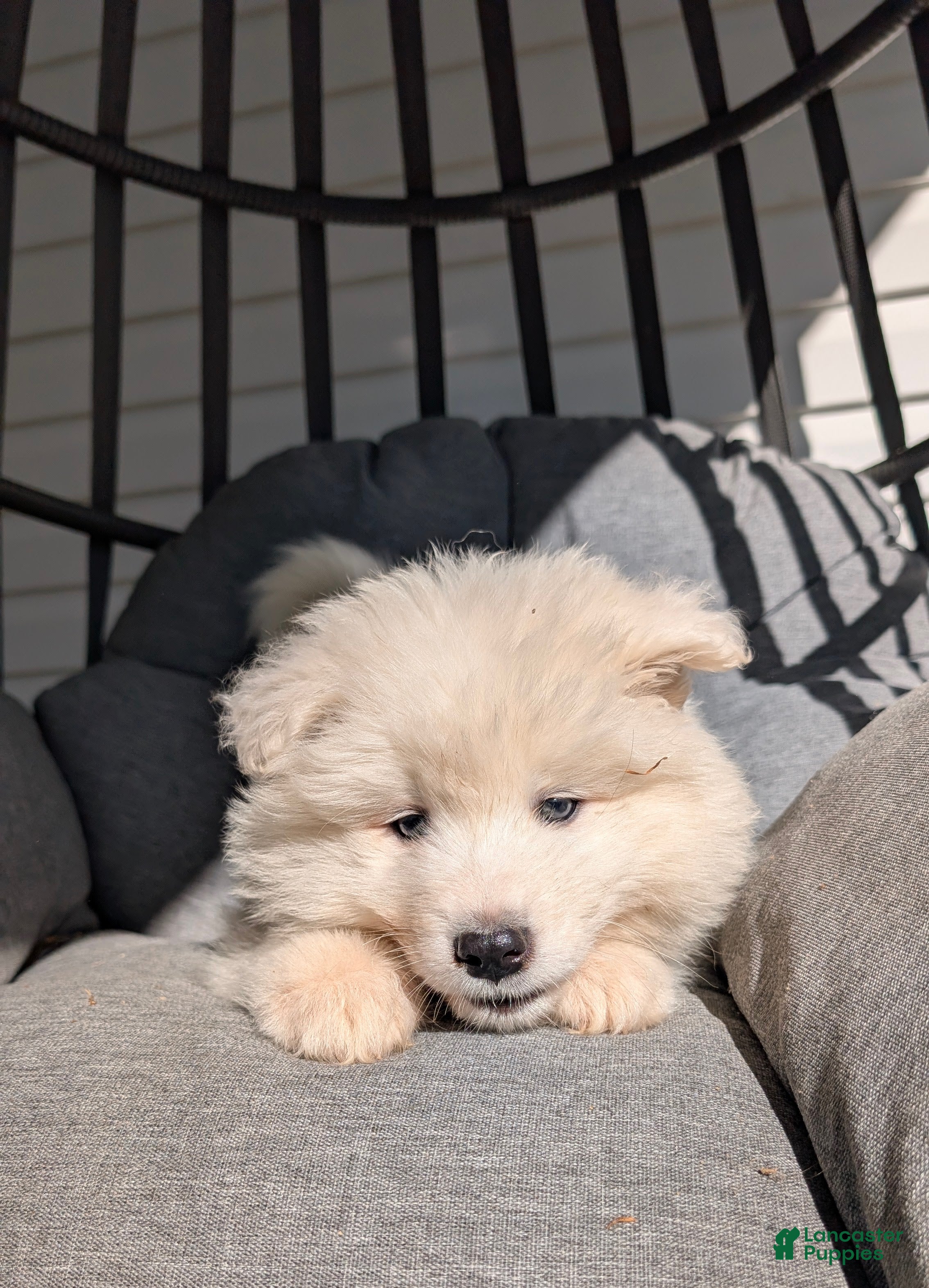 Samoyed dogs Benson  - Ad 2