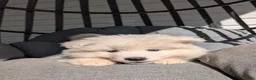 Samoyed dogs for sale: Benson  - Ad 2