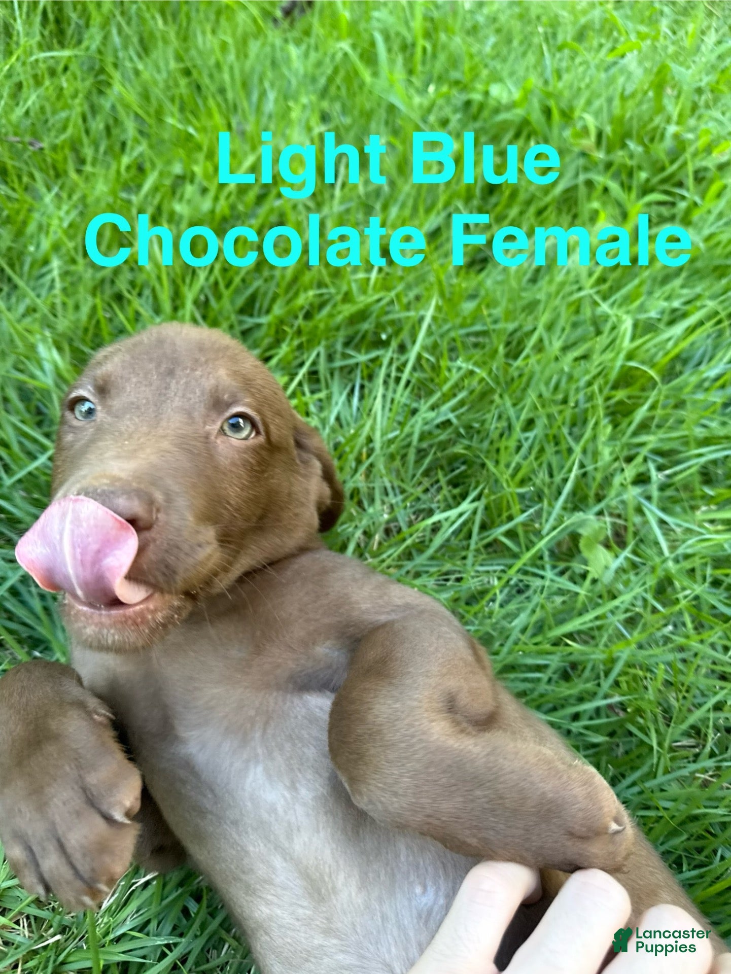 Labrador Retriever dogs Light Blue  - Ad 1
