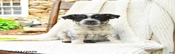 Mixed Breed dogs for sale: Austin - Ad 2