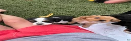 Cavalier King Charles Spaniel dogs for sale: Judah - Ad 7