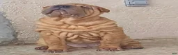 Shar Pei dogs for sale: Goose - Ad 26