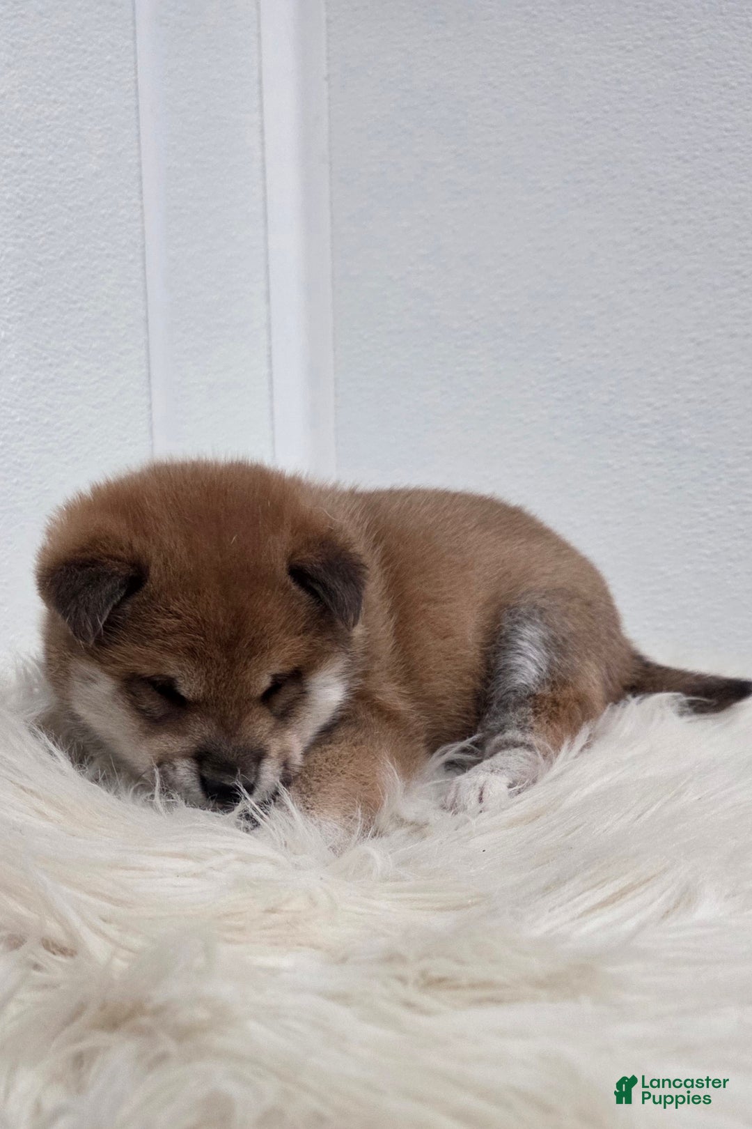 Shiba Inu dogs for sale: Anya - Ad 9
