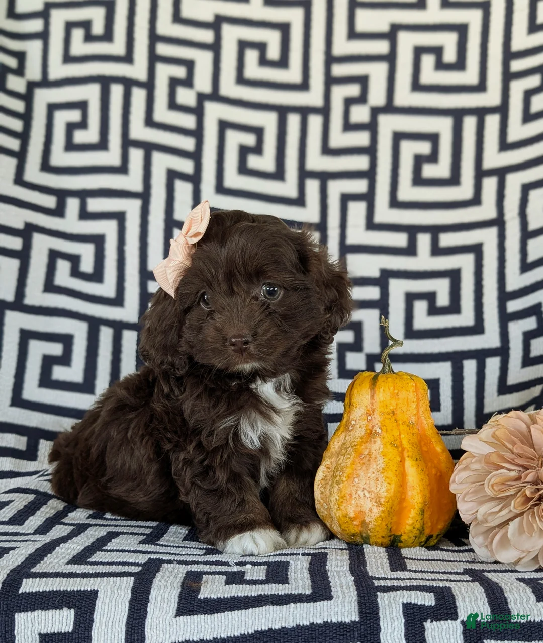 Cockapoo dogs for sale: Jacey - Ad 2