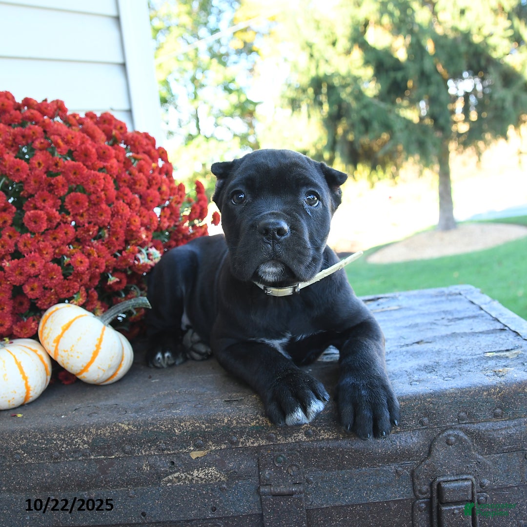 Cane Corso dogs for sale: Meadow - Ad 10
