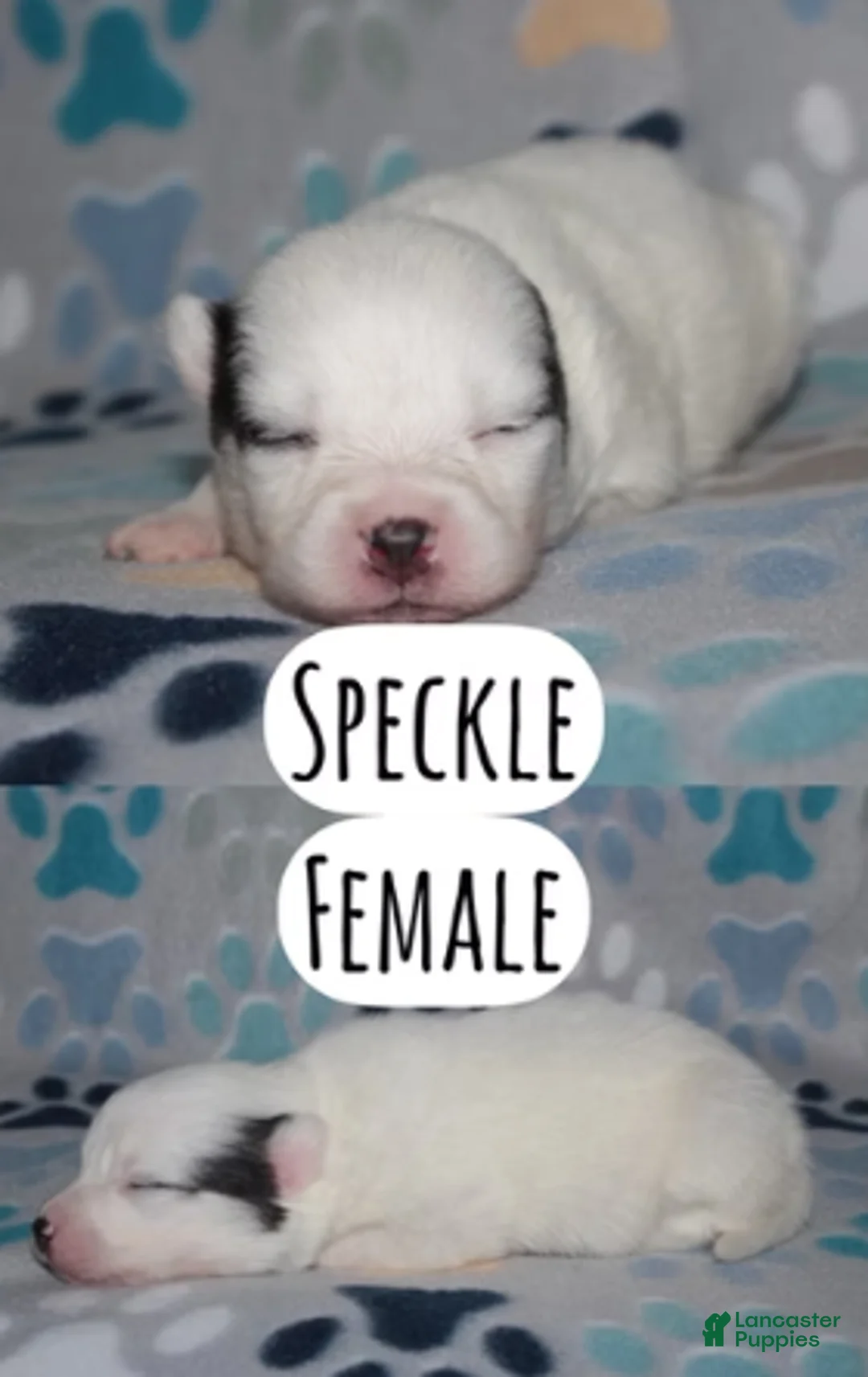 Pomsky dogs for sale: Speckle - Ad 1
