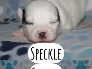 Pomsky dogs Speckle - Ad 2