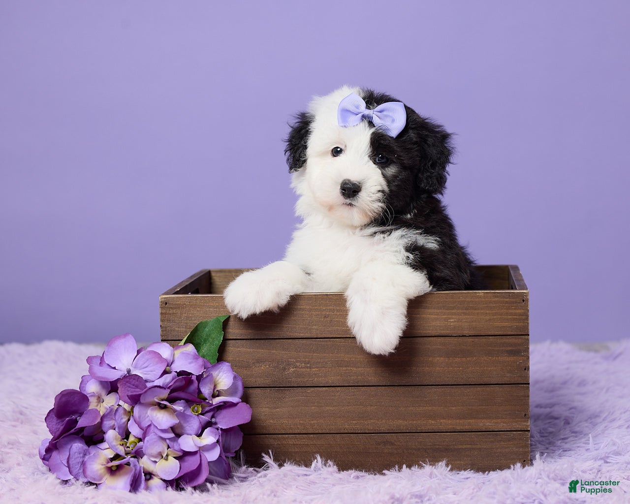 Mini Sheepadoodle dogs Sierra - Ad 1