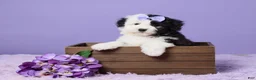 Mini Sheepadoodle dogs for sale: Sierra - Ad 1