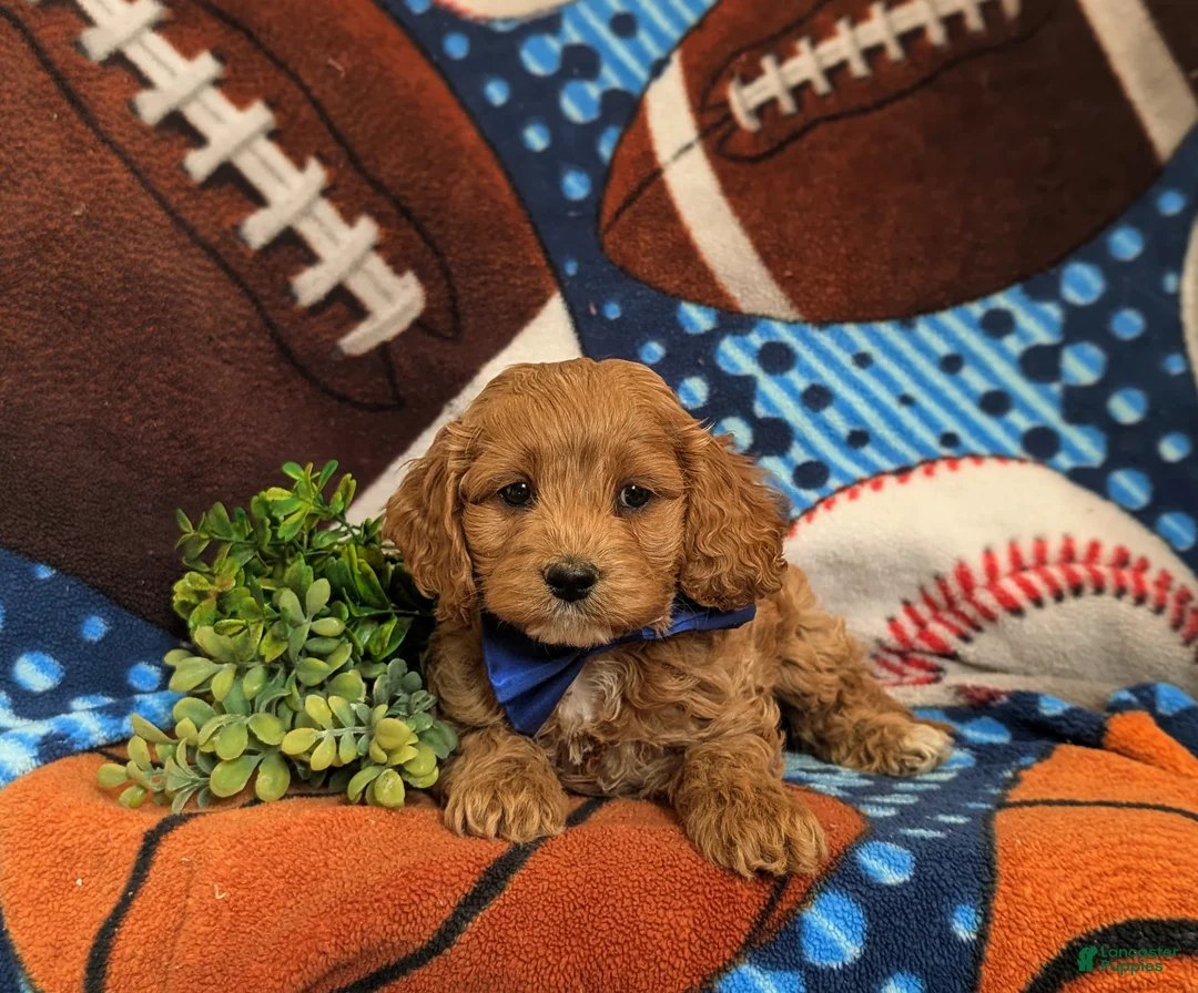 Cockapoo dogs for sale: Keefer - Ad 5