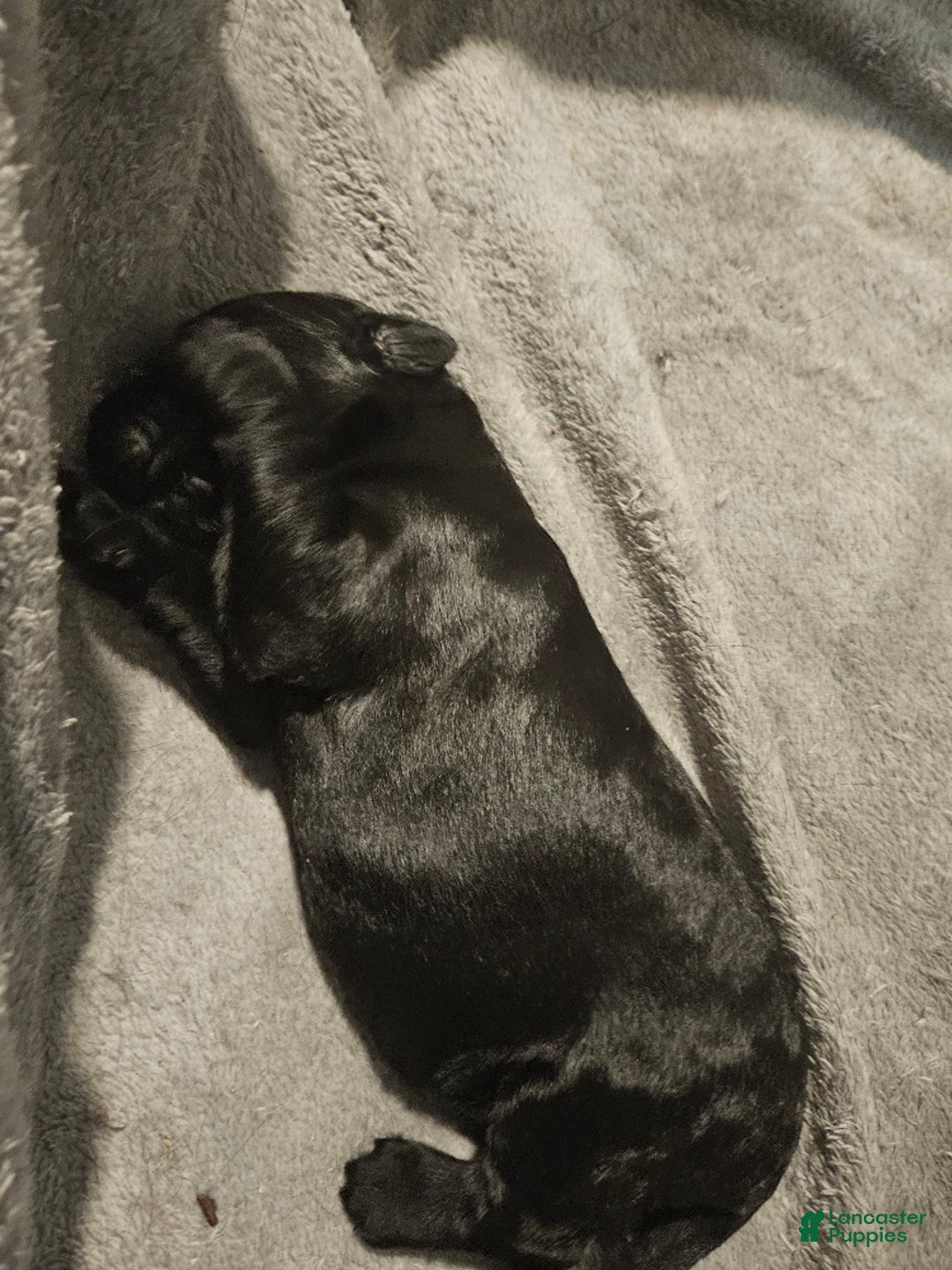 Giant Schnauzer dogs for sale: Giant Schnauzer Puppy 3 - Ad 8