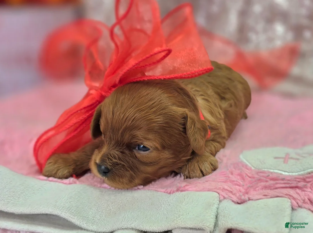 Cavapoo dogs for sale: Garnet - Ad 3