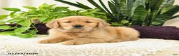 Golden Retriever dogs for sale: Sianna - Ad 3