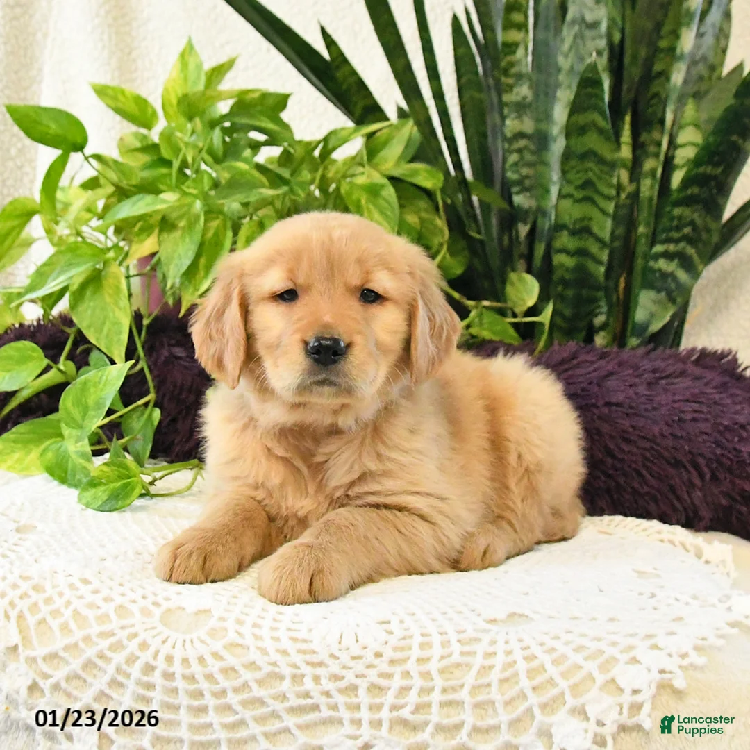 Golden Retriever dogs for sale: Sianna - Ad 3
