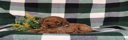 Miniature Poodle dogs for sale: Sanborn - Ad 4