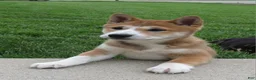 Shiba Inu dogs for sale: Bradon  - Ad 3
