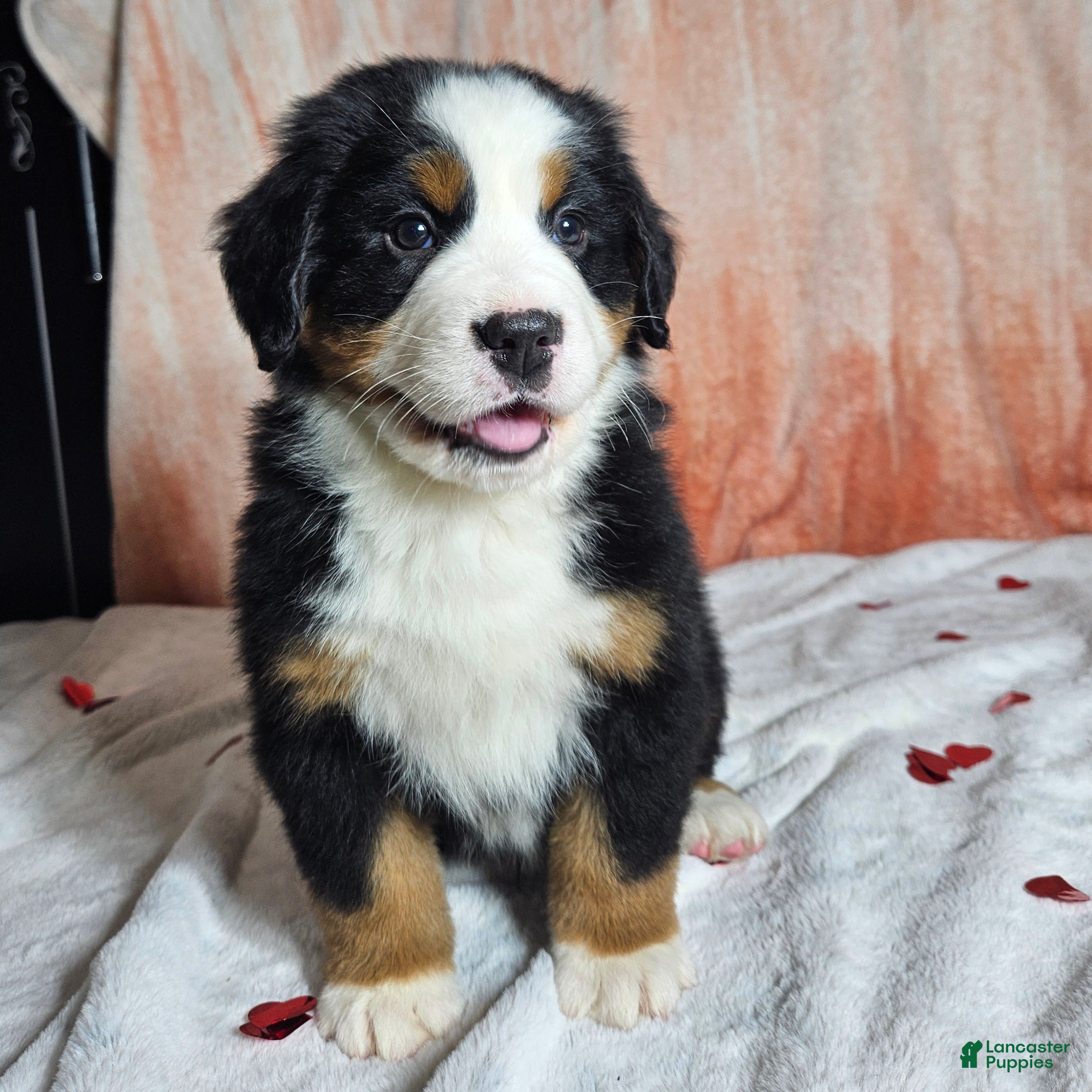 Bernese Mountain Dog dogs Finn - Ad 2
