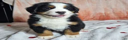 Bernese Mountain Dog dogs for sale: Finn - Ad 2
