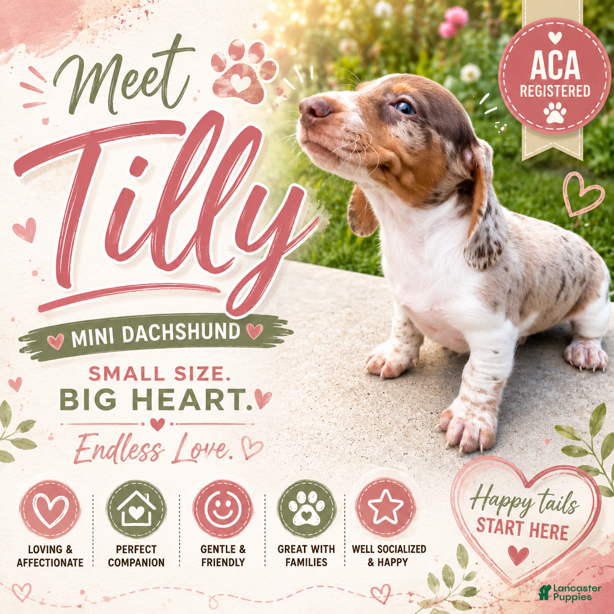 Miniature Dachshund dogs Tilly - Ad 1