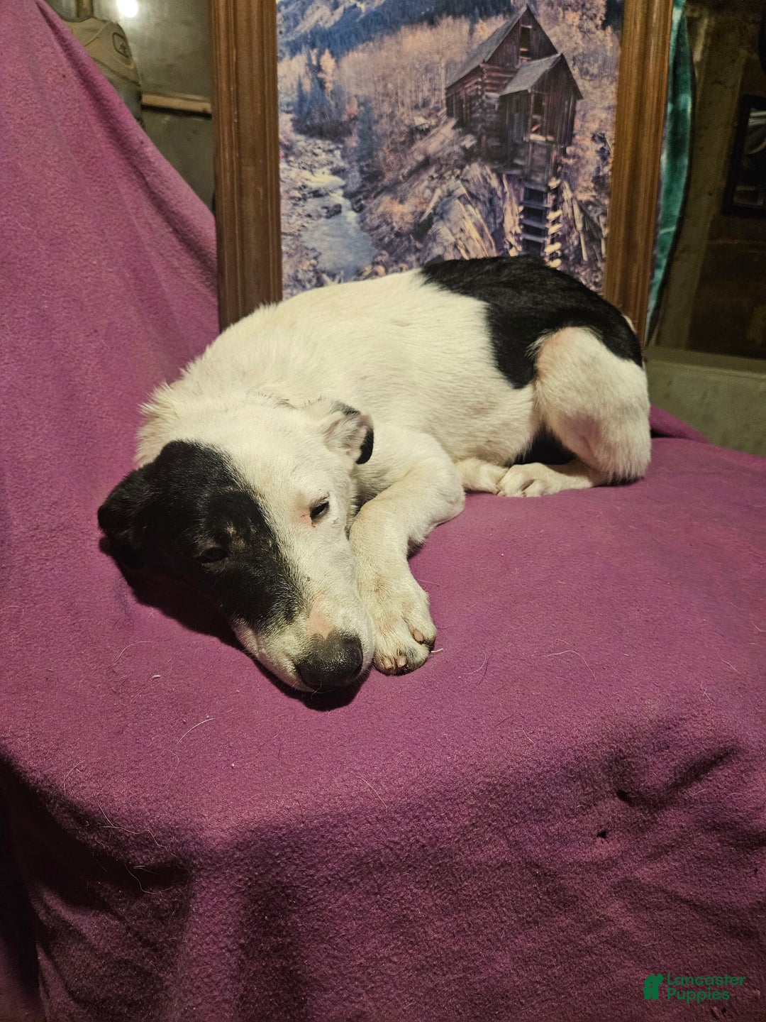 Border Collie dogs for sale: Dreami (Runt) - Ad 50