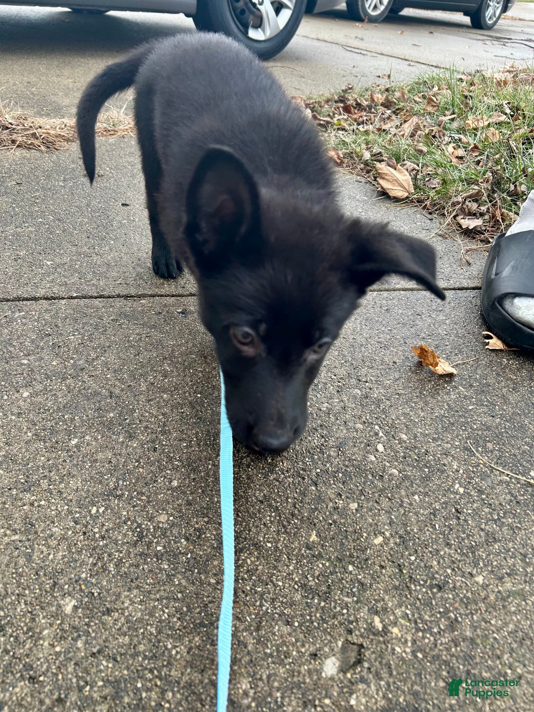 German Shepherd dogs for sale: German Shepherd Light Blue - Ad 3