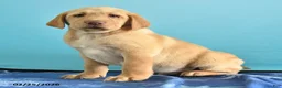 Labrador Retriever dogs for sale: Gunner - Ad 2